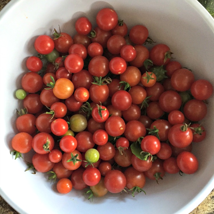 garden cherry tomatoes roasting recipe